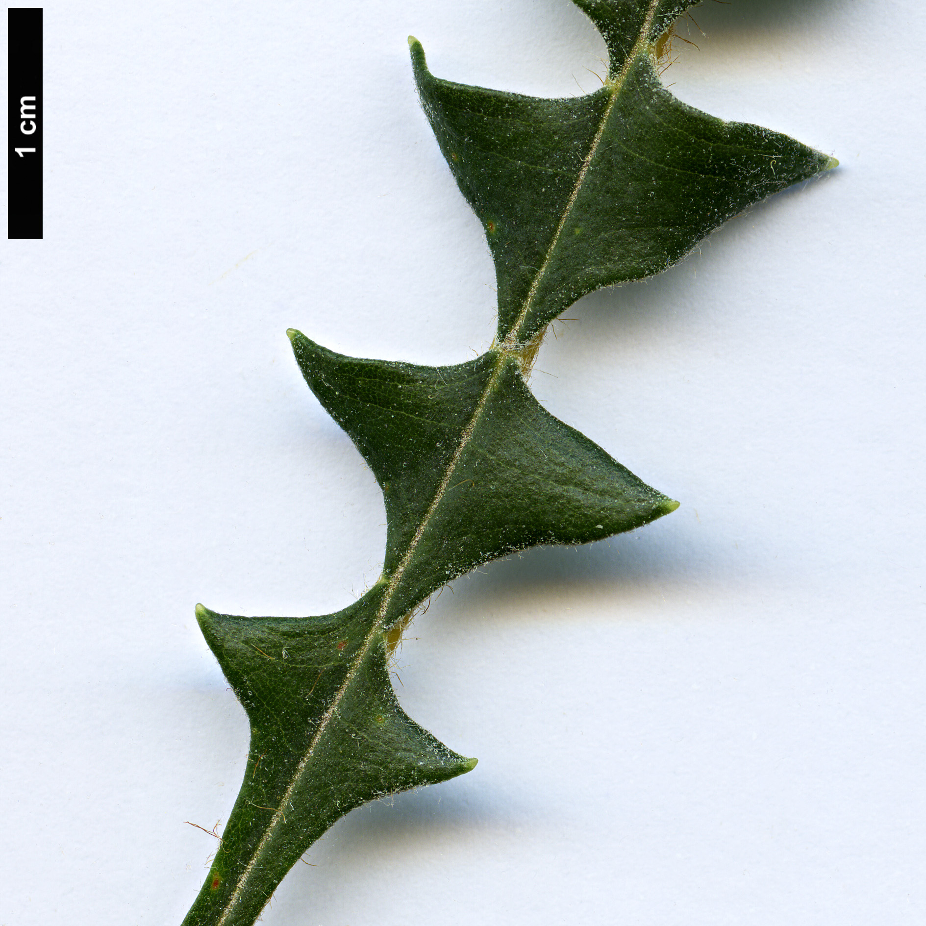 High resolution image: Family: Proteaceae - Genus: Dryandra - Taxon: drummondii - SpeciesSub: subsp. drummondii